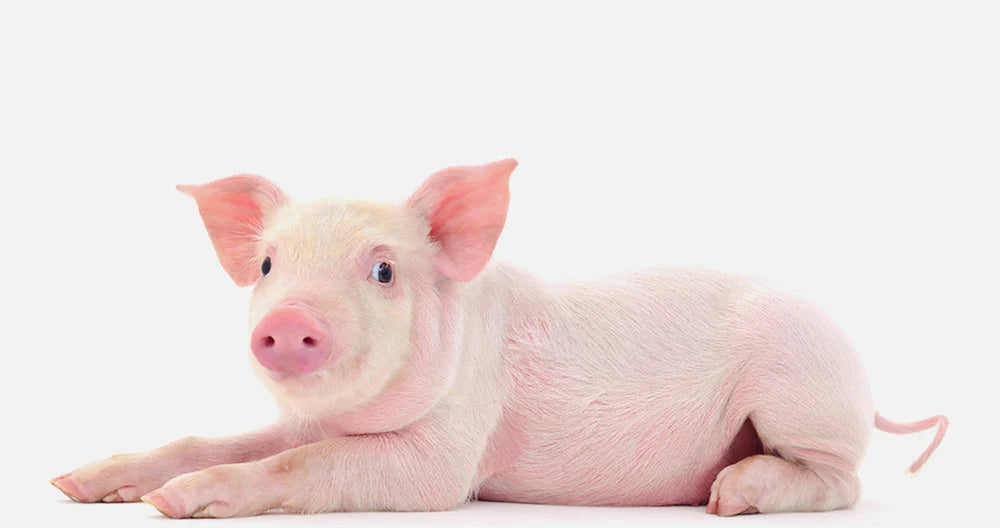 FULL DELICIOUS PORK MARKET